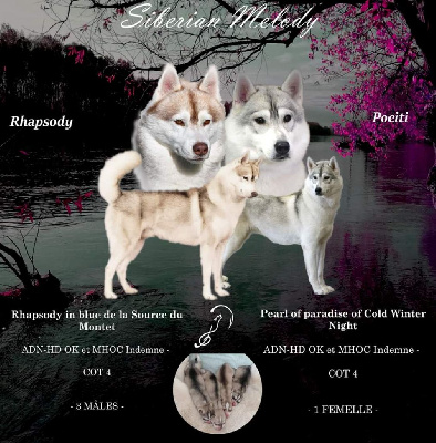 Of Siberian Melody - Siberian Husky - Portée née le 29/03/2023