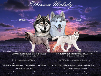 Of Siberian Melody - Siberian Husky - Portée née le 03/11/2022