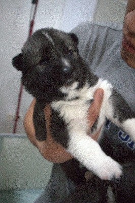 CHIOT 2