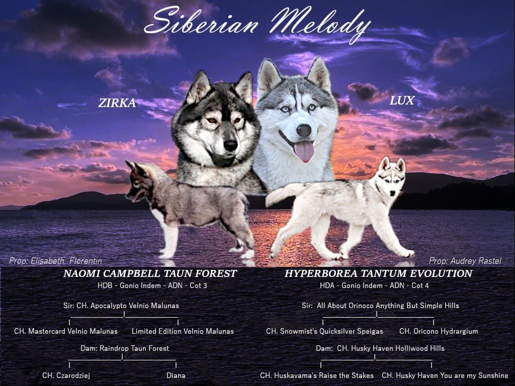 chiot Siberian Husky Of Siberian Melody