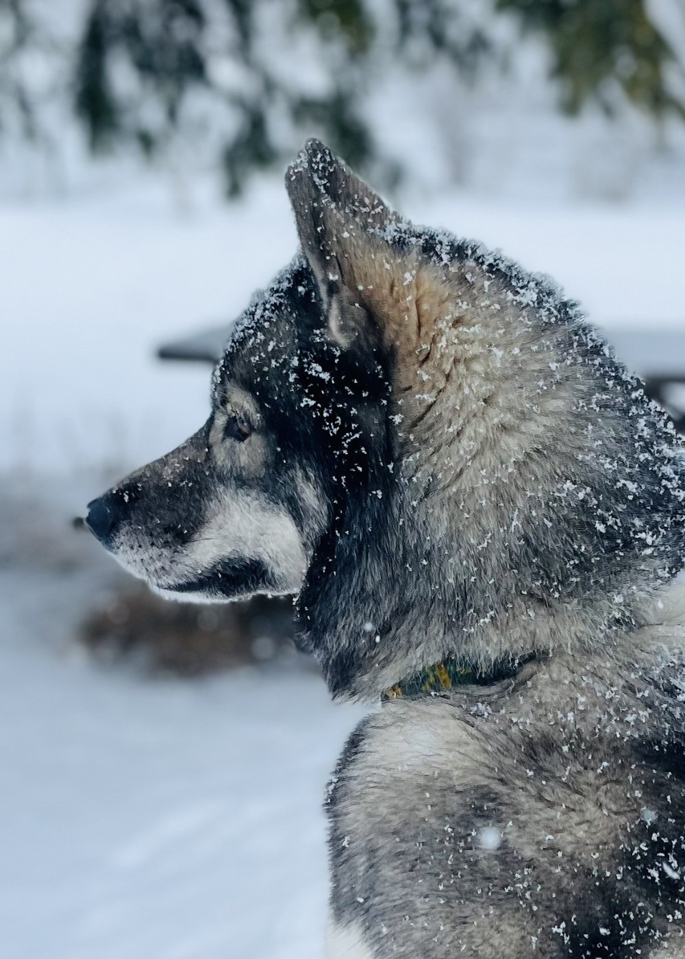 Vacances à la neige pour nos deux loulous