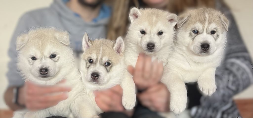 Chiots 2025
