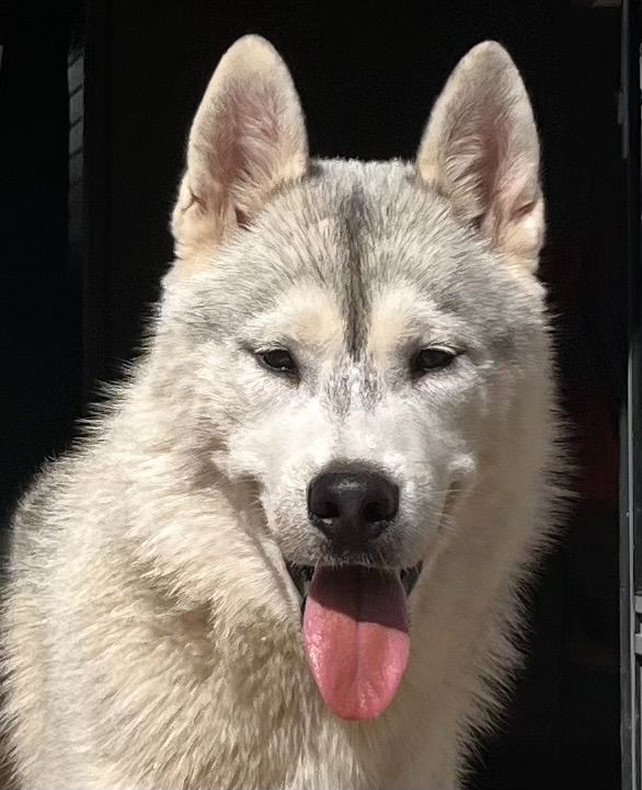 Of Siberian Melody - Chiots disponibles - Siberian Husky