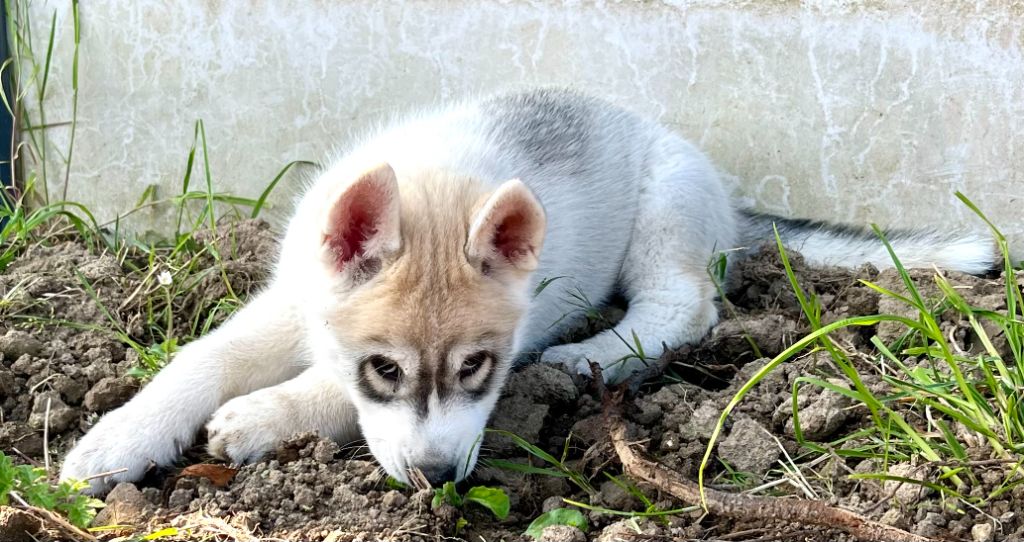 Of Siberian Melody - Chiots disponibles - Siberian Husky