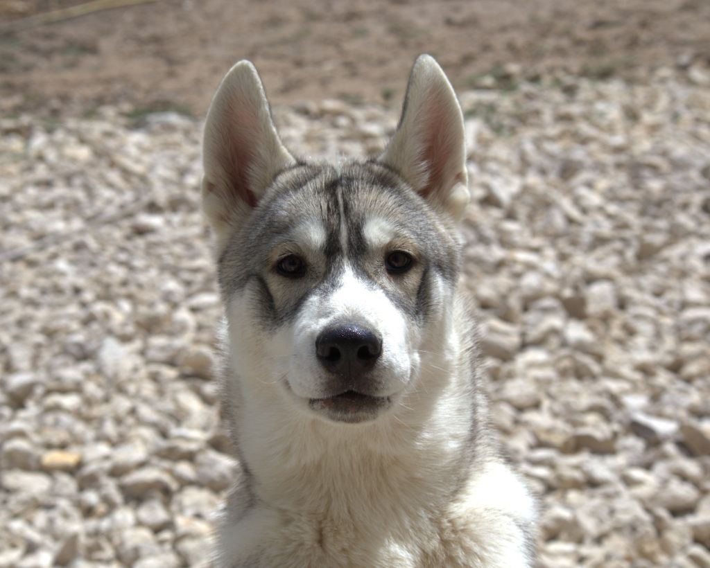 Of Siberian Melody - Chiots disponibles - Siberian Husky