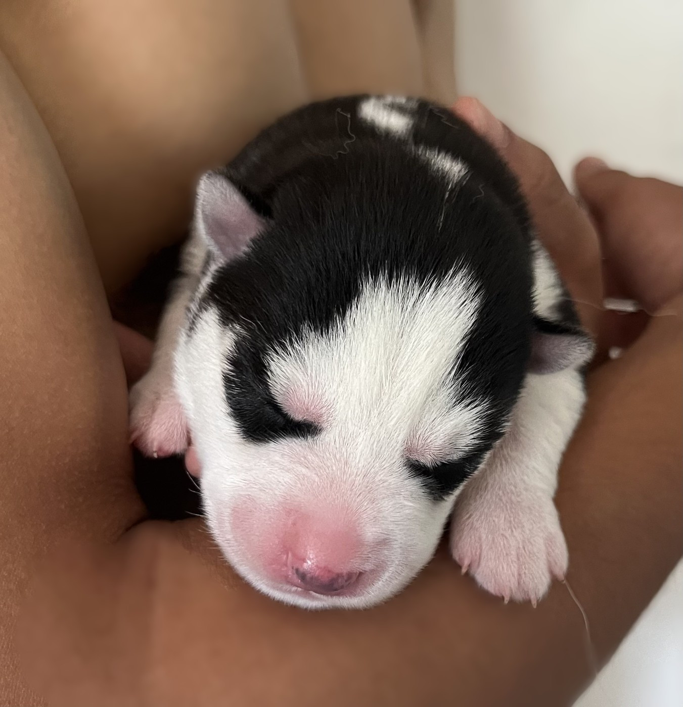 Of Siberian Melody - Chiots disponibles - Siberian Husky