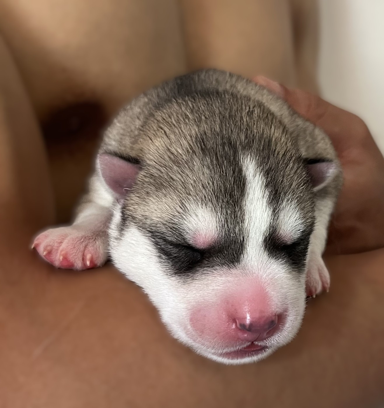 Of Siberian Melody - Chiots disponibles - Siberian Husky