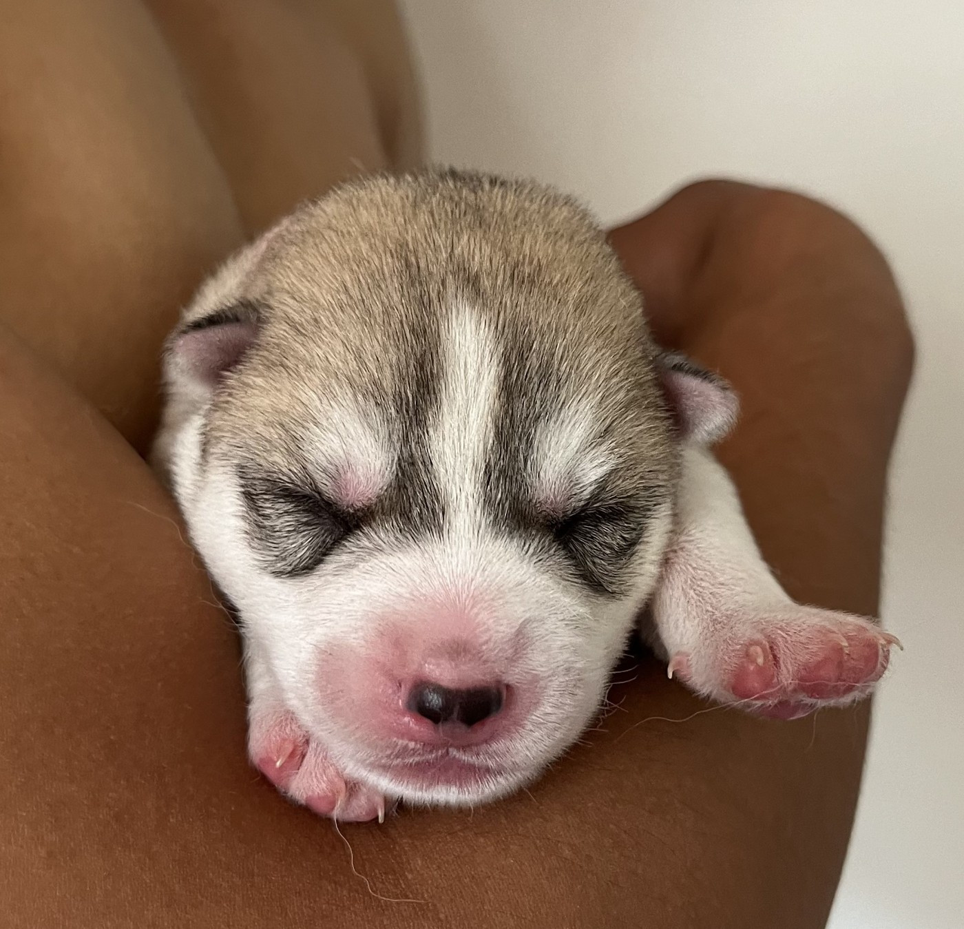 Of Siberian Melody - Chiots disponibles - Siberian Husky