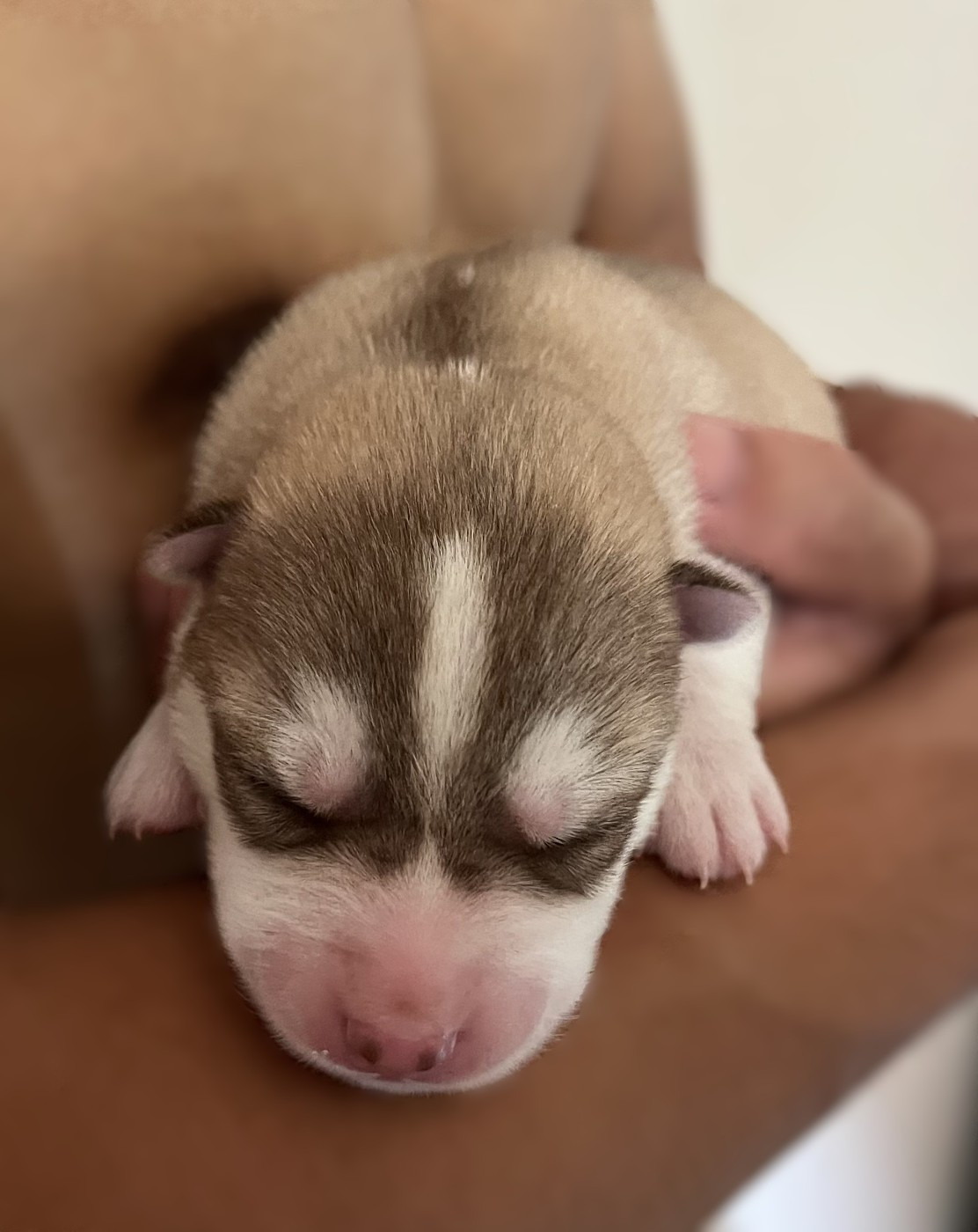 Of Siberian Melody - Chiots disponibles - Siberian Husky