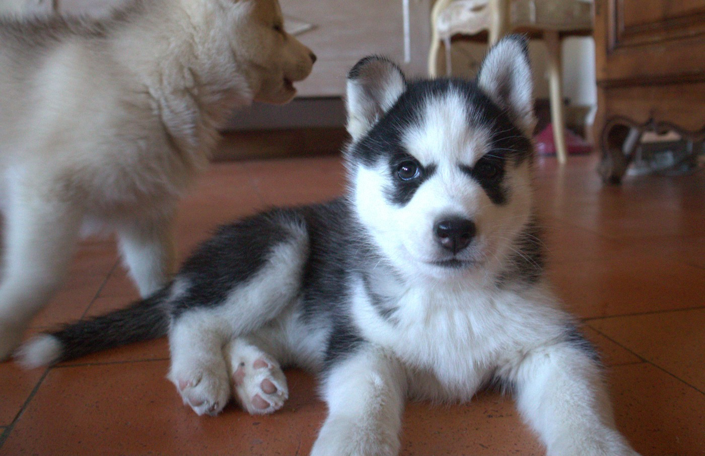 Of Siberian Melody - Chiots disponibles - Siberian Husky