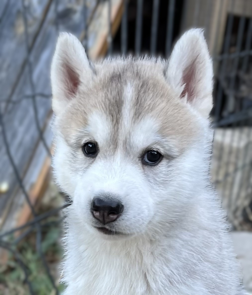 Of Siberian Melody - Chiots disponibles - Siberian Husky