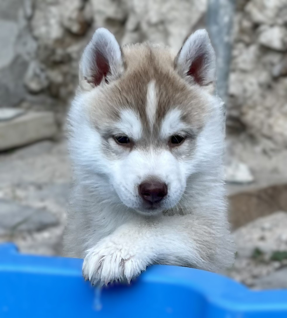 Of Siberian Melody - Chiots disponibles - Siberian Husky