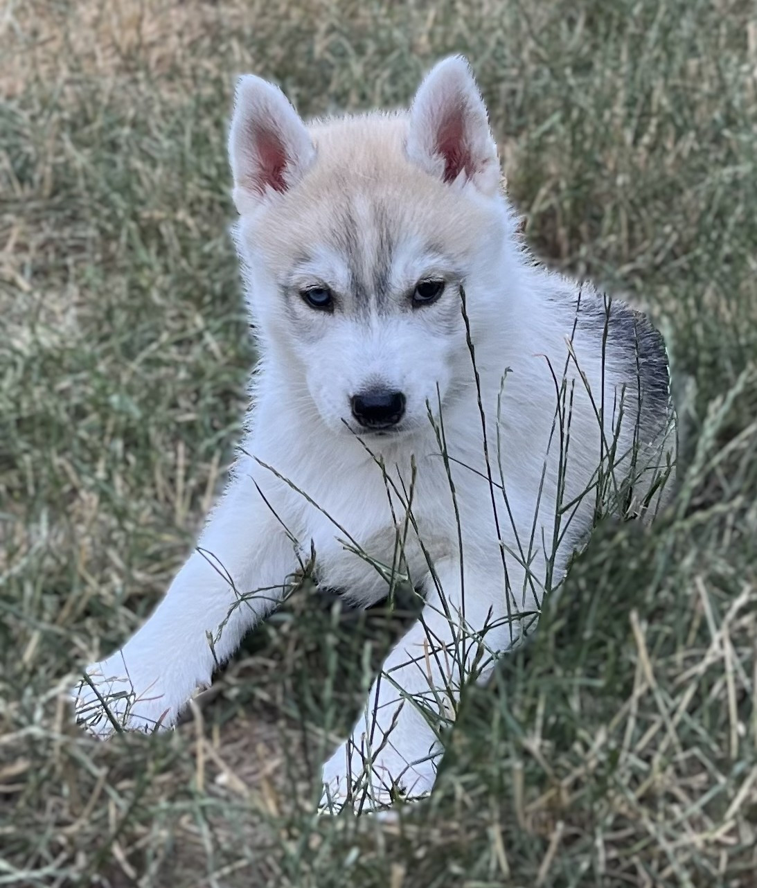 Of Siberian Melody - Chiots disponibles - Siberian Husky