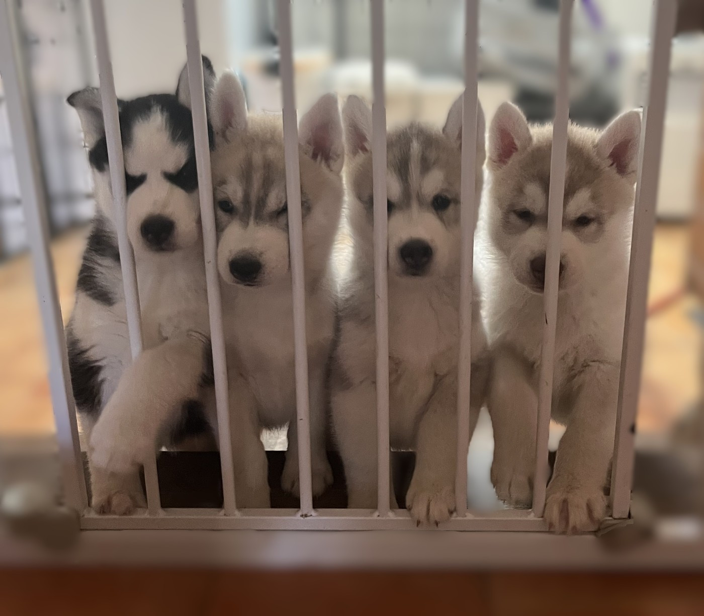 Chiot Siberian Husky Of Siberian Melody