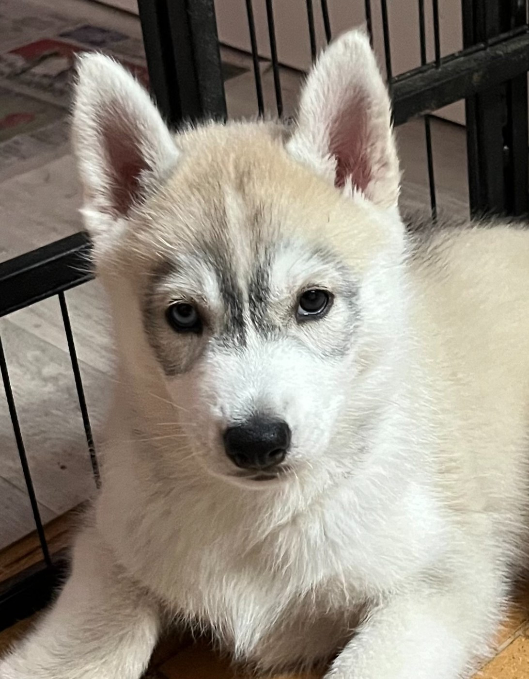 Of Siberian Melody - Chiots disponibles - Siberian Husky