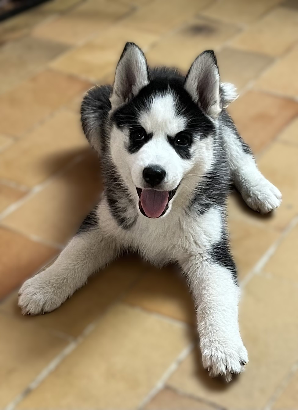 Of Siberian Melody - Chiots disponibles - Siberian Husky