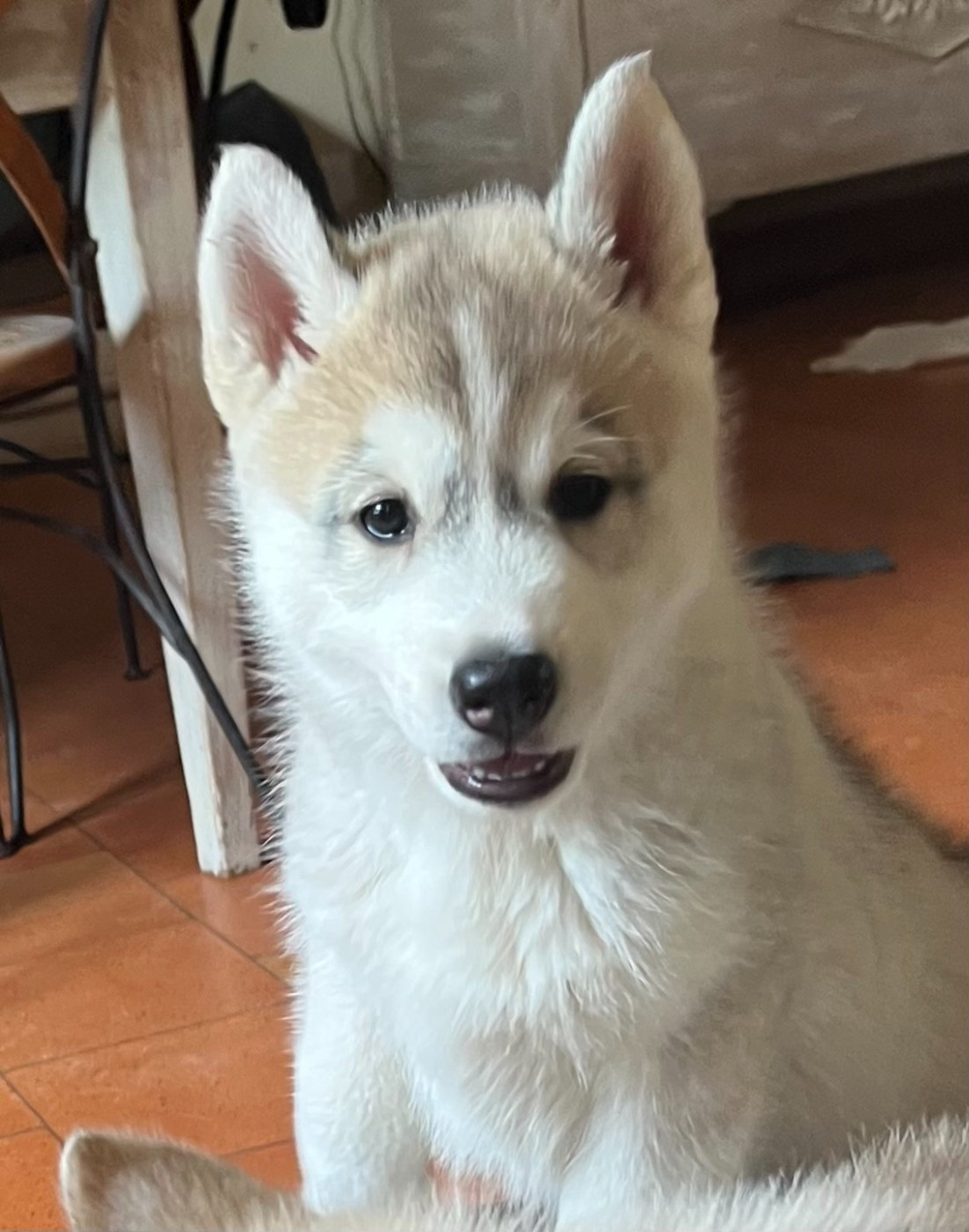 Of Siberian Melody - Chiots disponibles - Siberian Husky