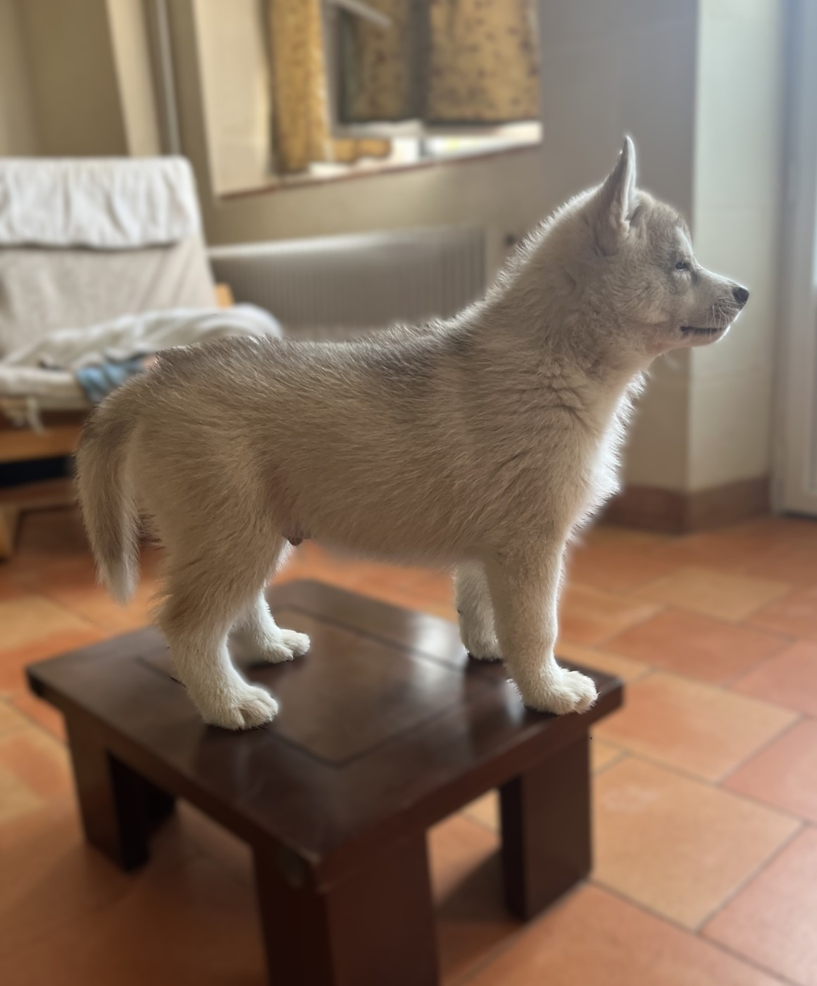 Of Siberian Melody - Chiots disponibles - Siberian Husky