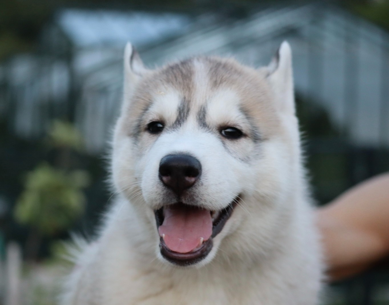 Of Siberian Melody - Chiots disponibles - Siberian Husky