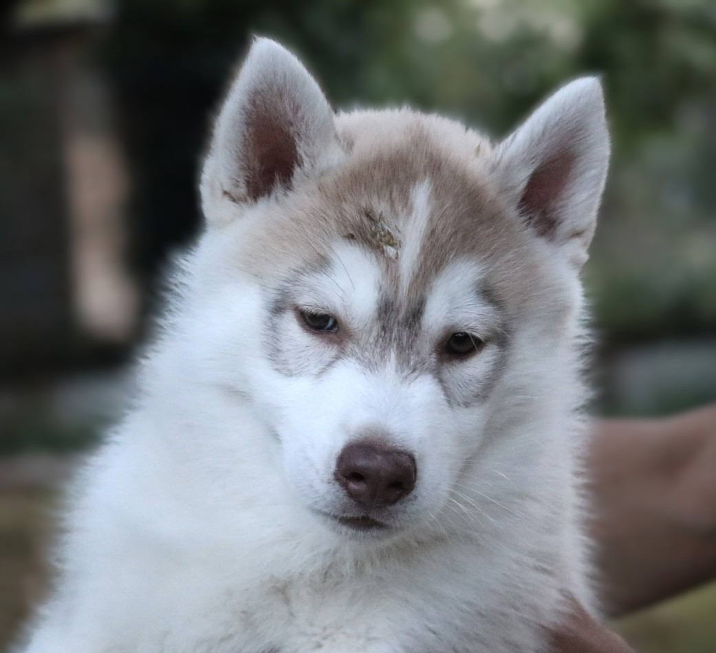 Of Siberian Melody - Chiots disponibles - Siberian Husky