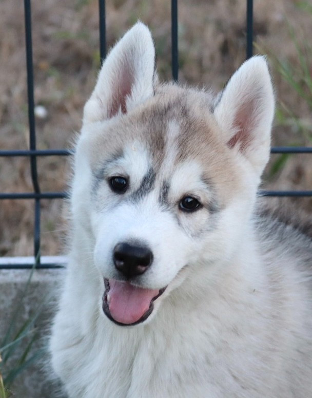 Of Siberian Melody - Chiots disponibles - Siberian Husky