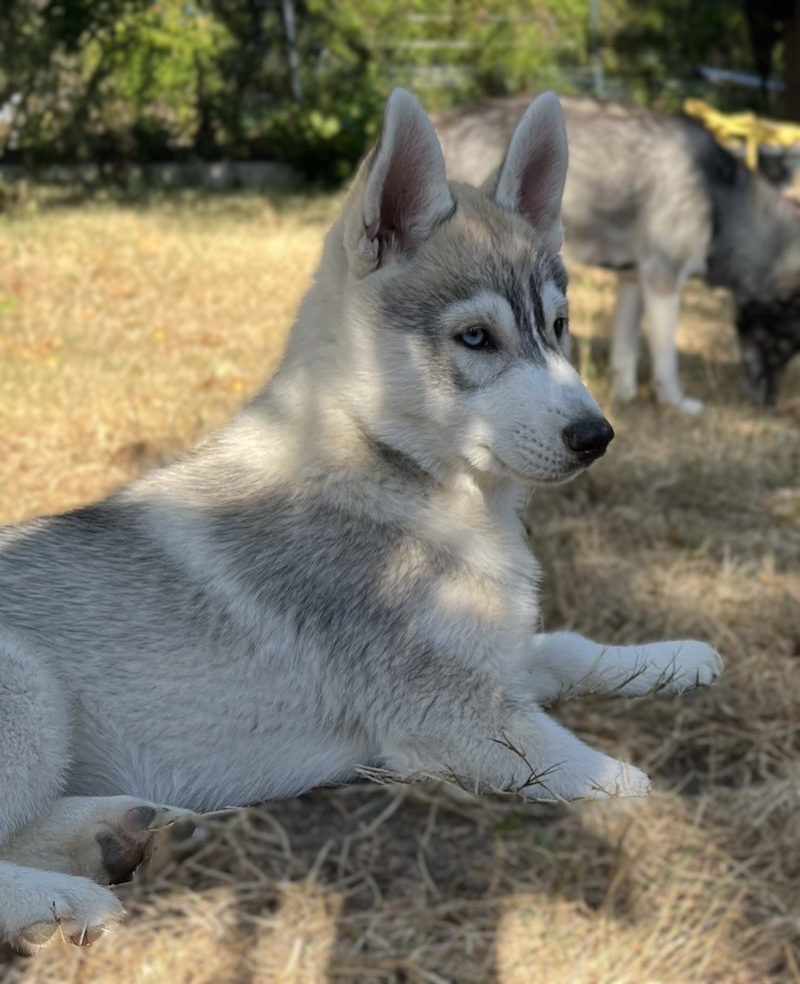 Of Siberian Melody - Chiots disponibles - Siberian Husky