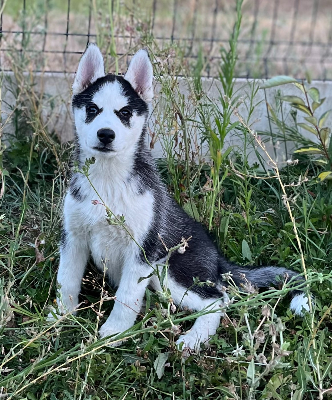 Of Siberian Melody - Chiots disponibles - Siberian Husky