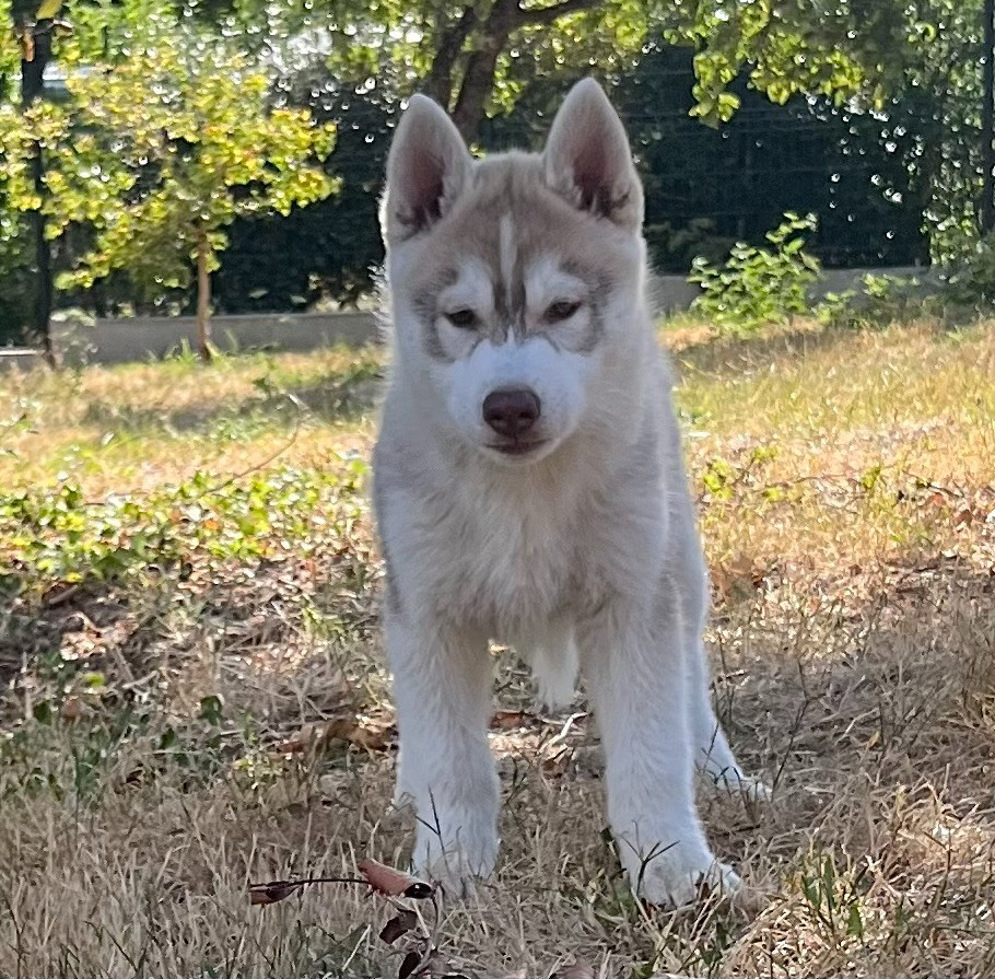 Of Siberian Melody - Chiots disponibles - Siberian Husky