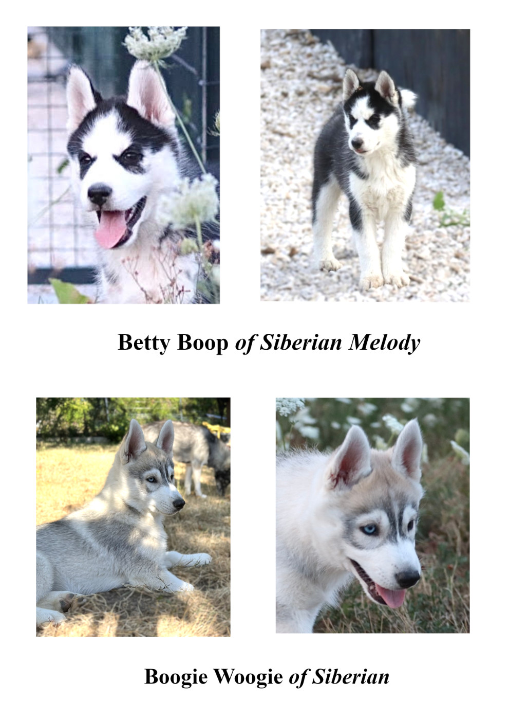 Chiot Siberian Husky Of Siberian Melody