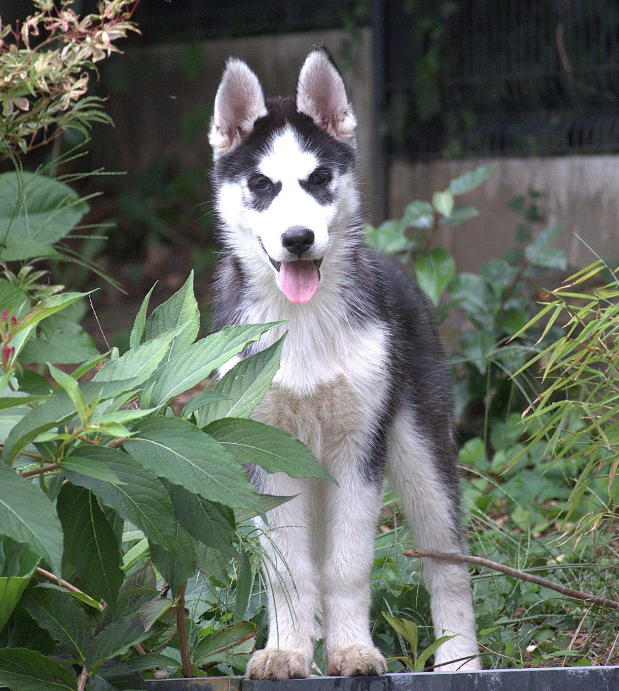 Of Siberian Melody - Chiots disponibles - Siberian Husky