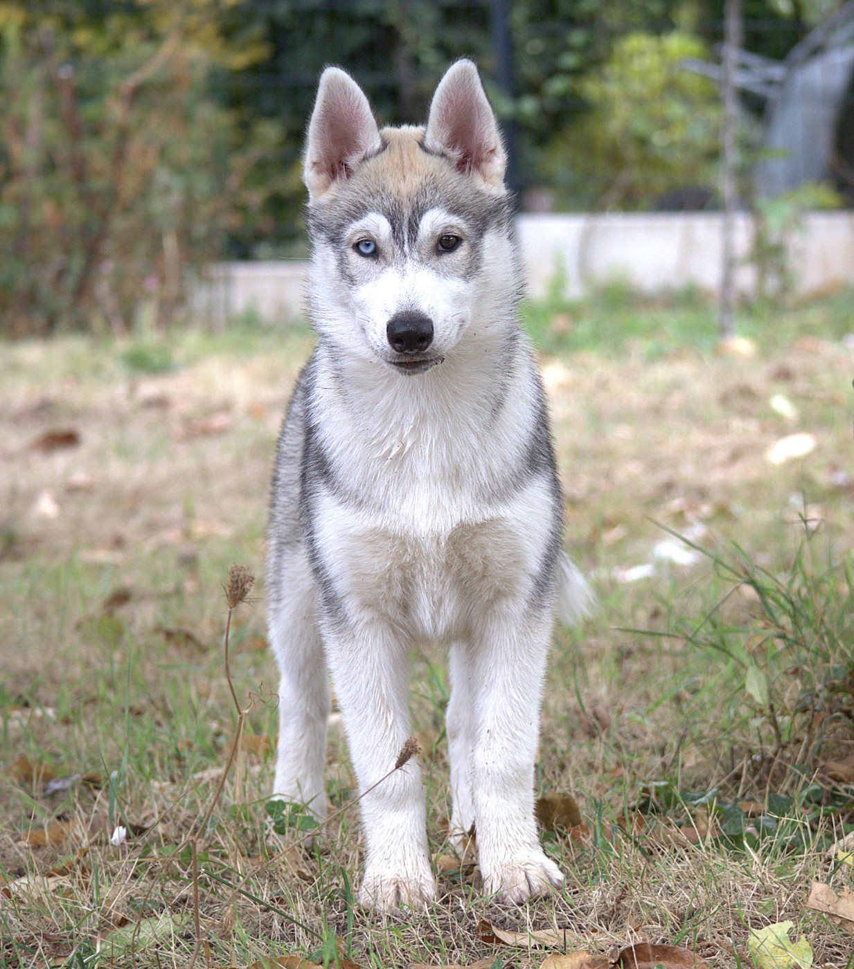 Of Siberian Melody - Chiots disponibles - Siberian Husky