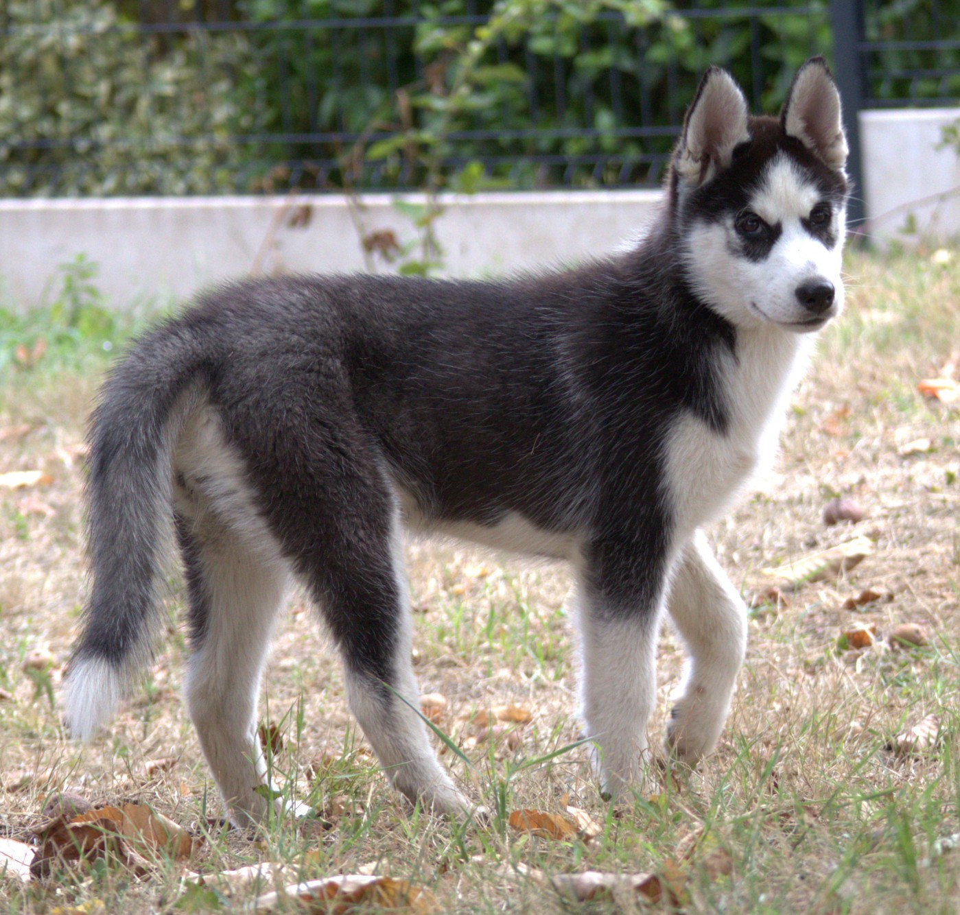 Of Siberian Melody - Chiots disponibles - Siberian Husky