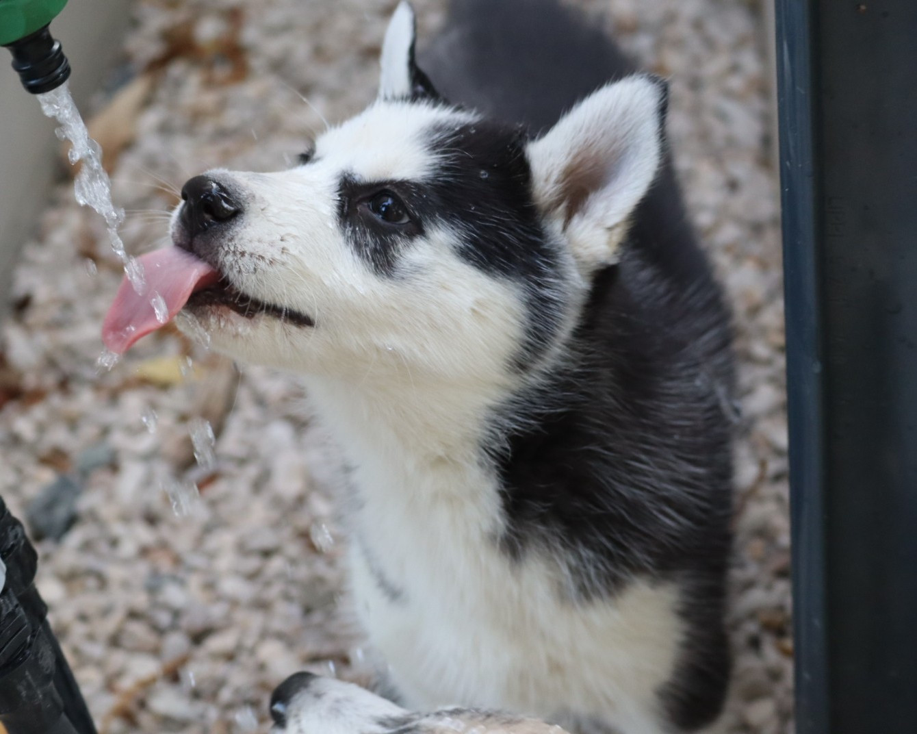 Of Siberian Melody - Chiots disponibles - Siberian Husky