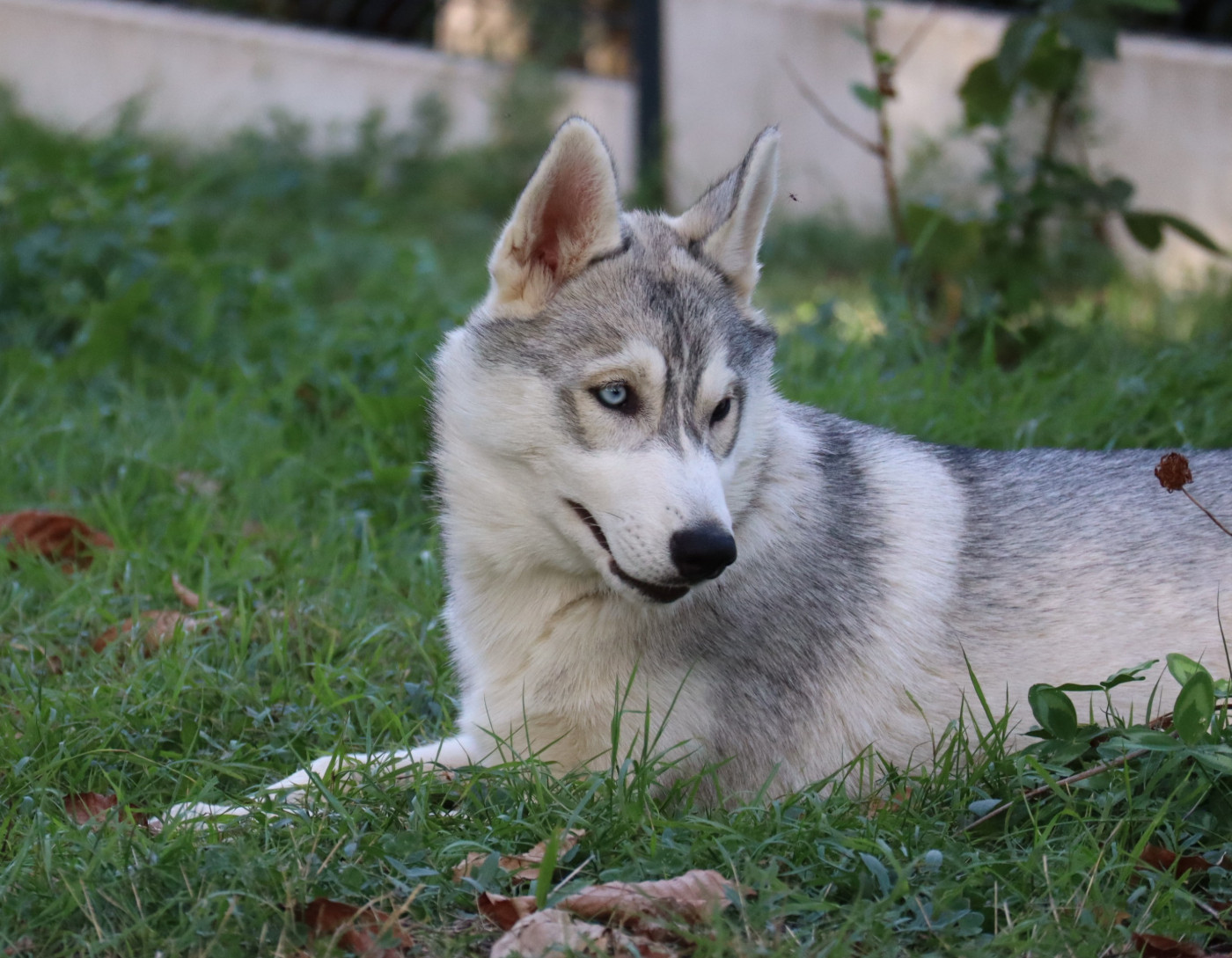 Of Siberian Melody - Chiots disponibles - Siberian Husky