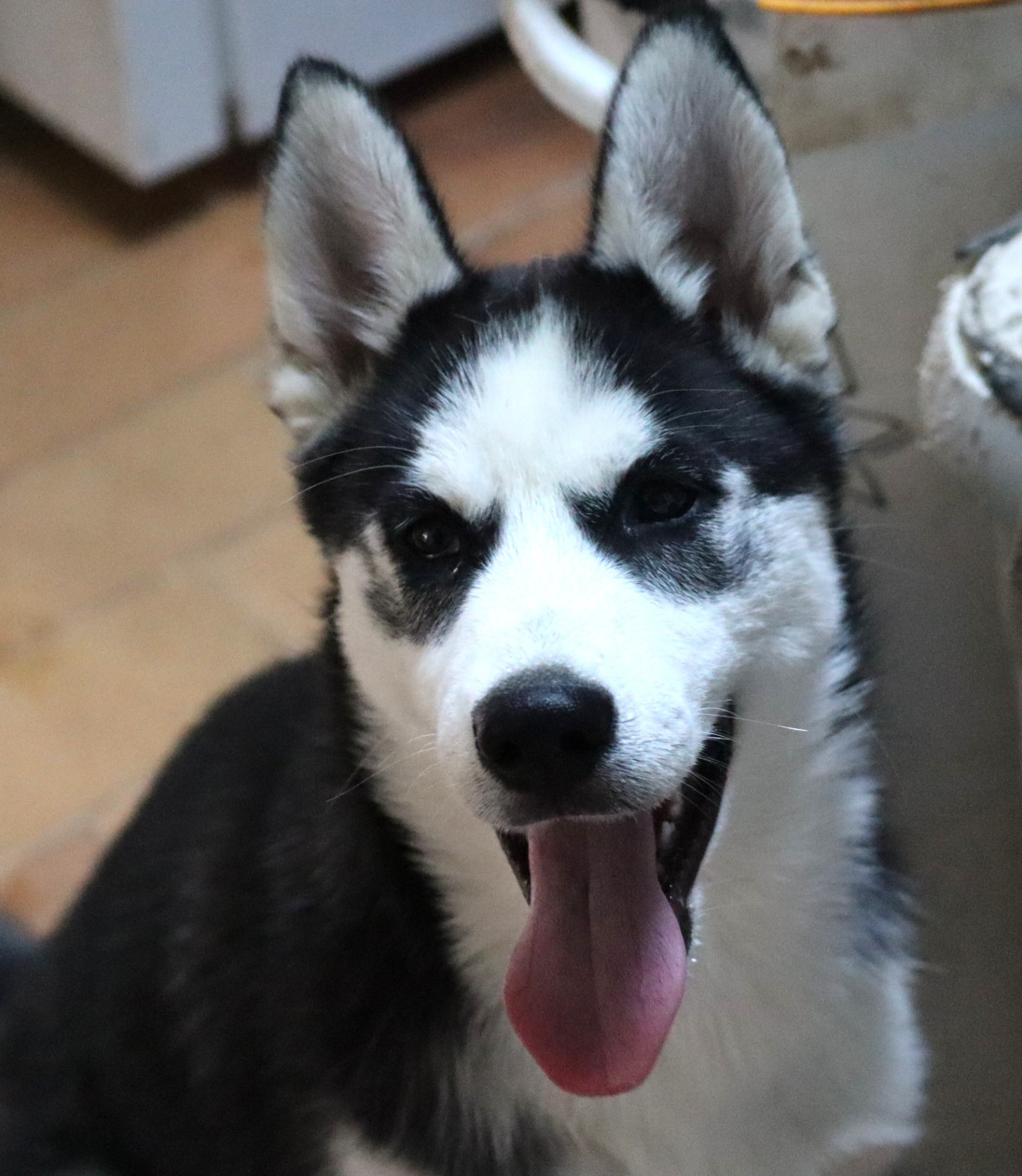 Of Siberian Melody - Chiots disponibles - Siberian Husky