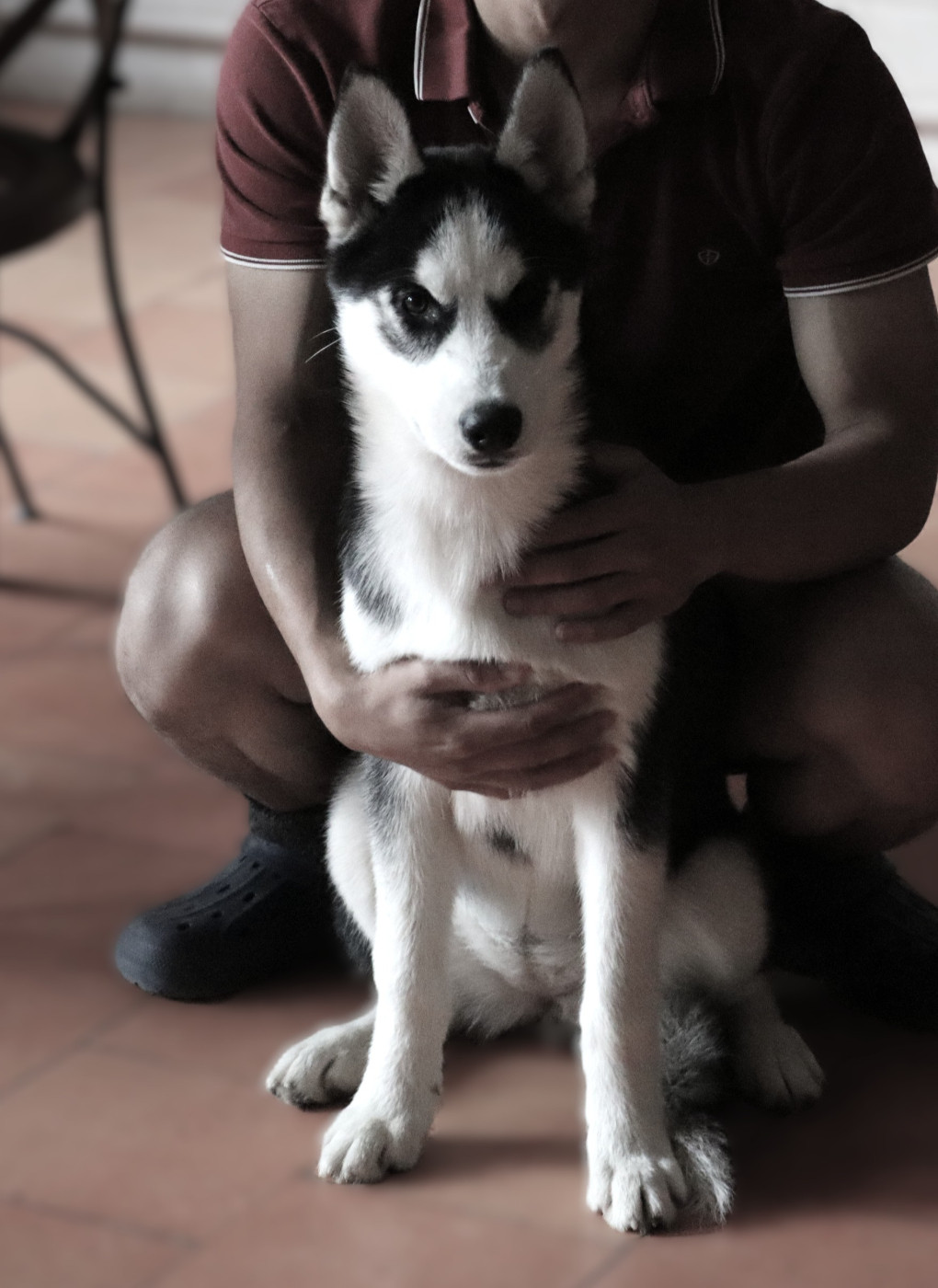 Of Siberian Melody - Chiots disponibles - Siberian Husky