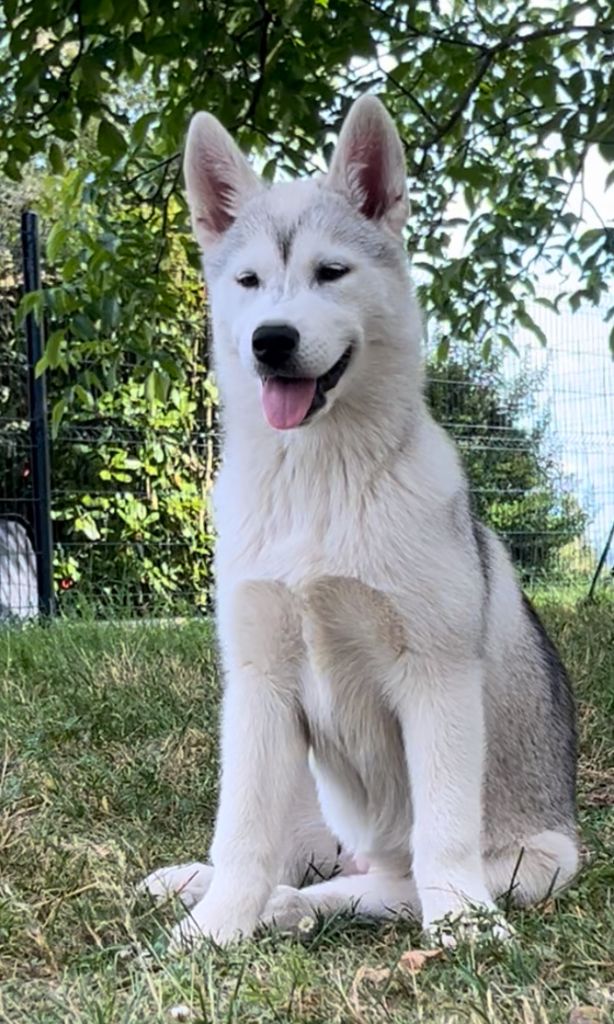 Of Siberian Melody - Chiots disponibles - Siberian Husky