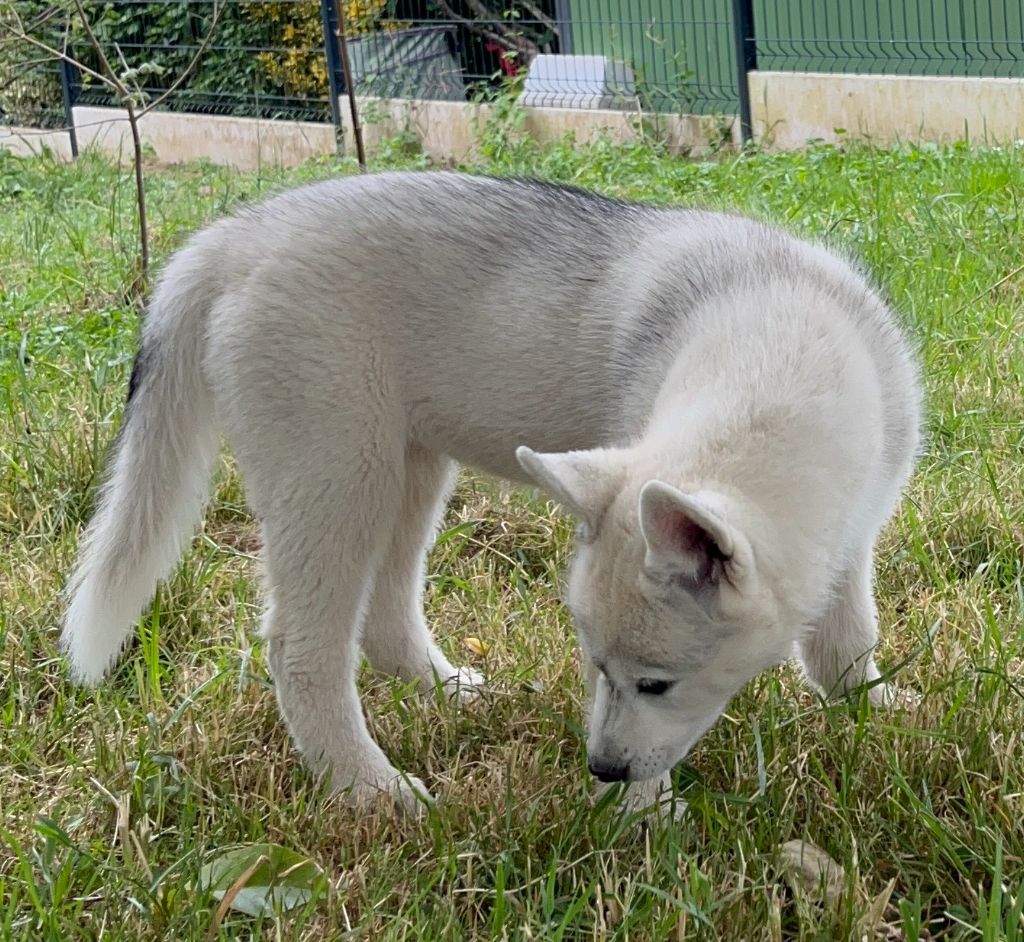 Of Siberian Melody - Chiots disponibles - Siberian Husky