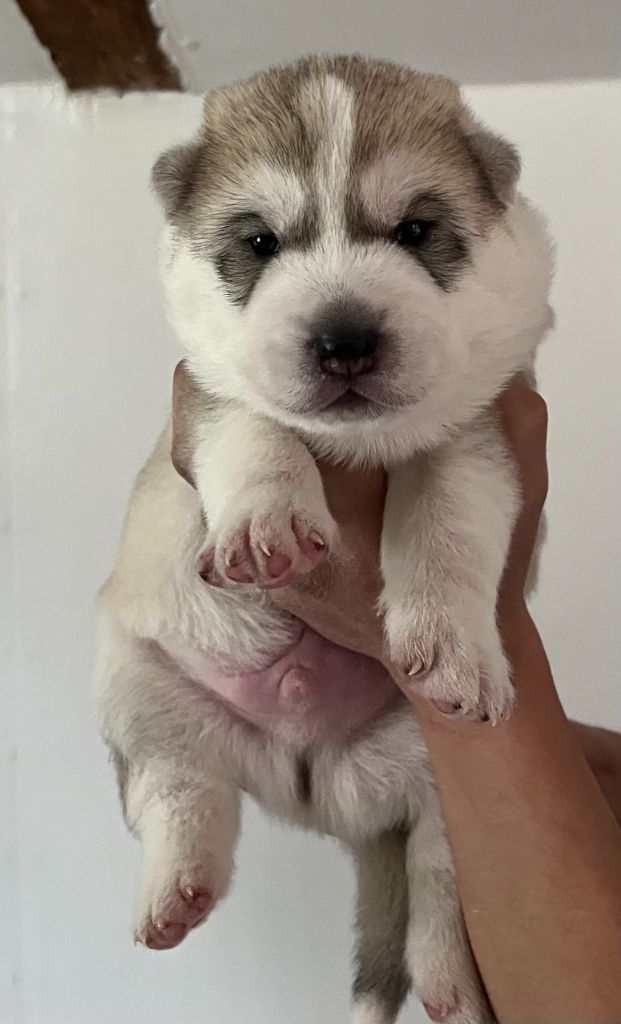 Of Siberian Melody - Chiots disponibles - Siberian Husky