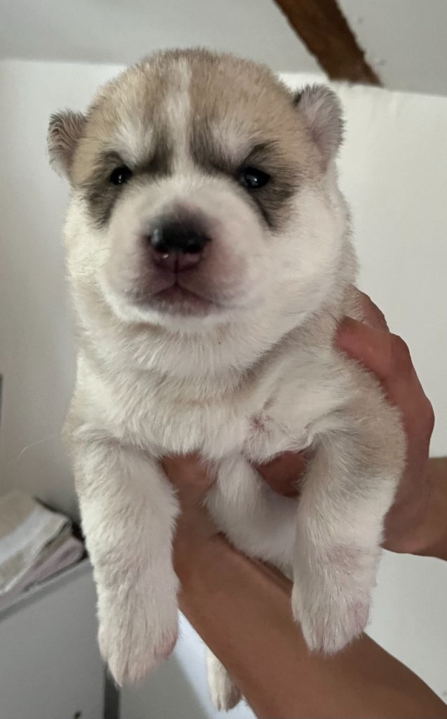 Of Siberian Melody - Chiots disponibles - Siberian Husky