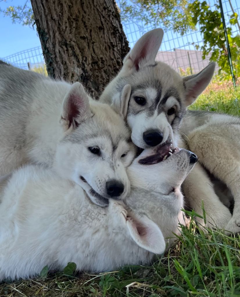 Chiot Siberian Husky Of Siberian Melody