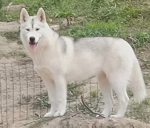 Of Siberian Melody - Chiots disponibles - Siberian Husky