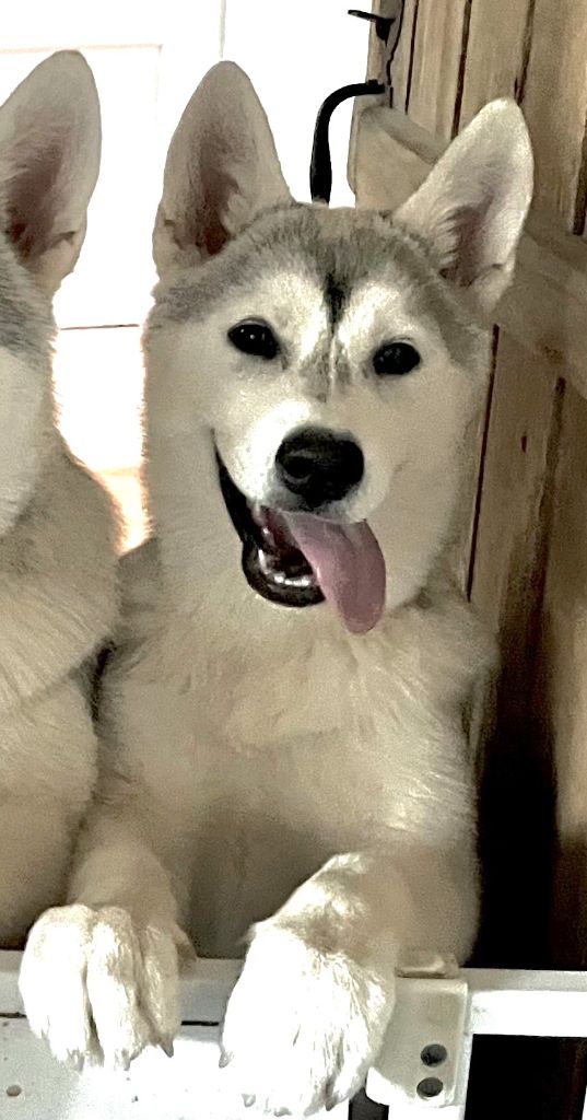 Of Siberian Melody - Chiots disponibles - Siberian Husky