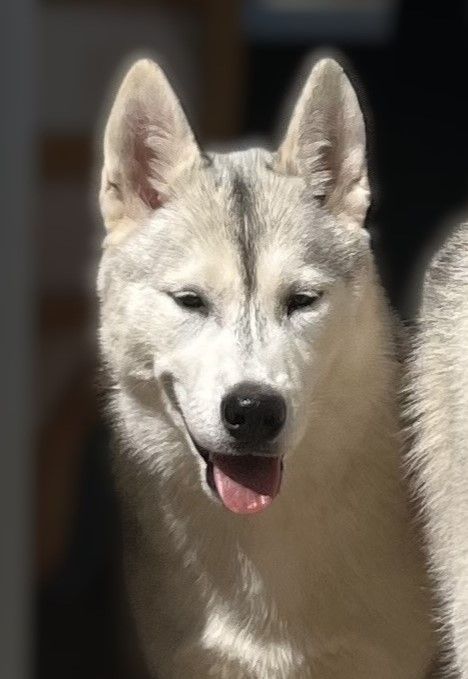 Of Siberian Melody - Chiots disponibles - Siberian Husky