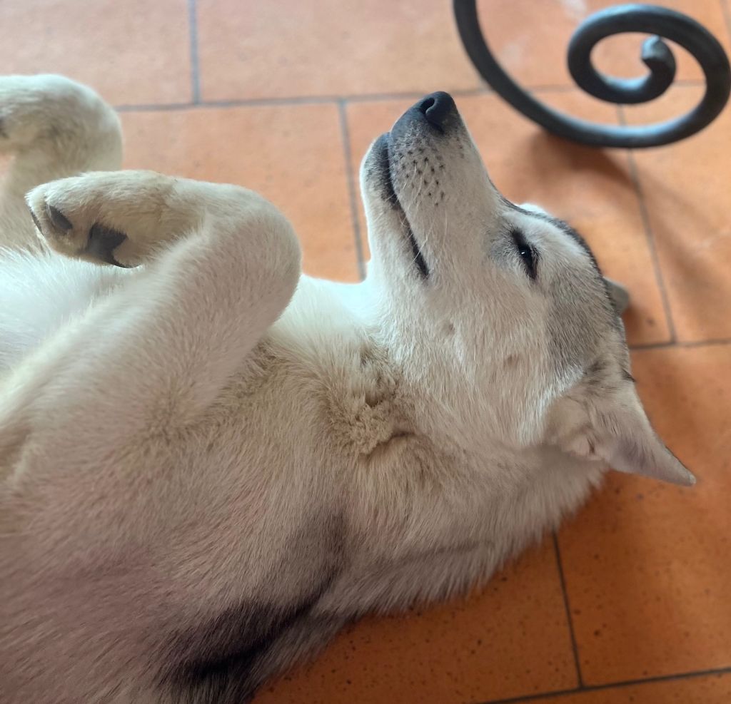 Of Siberian Melody - Chiots disponibles - Siberian Husky