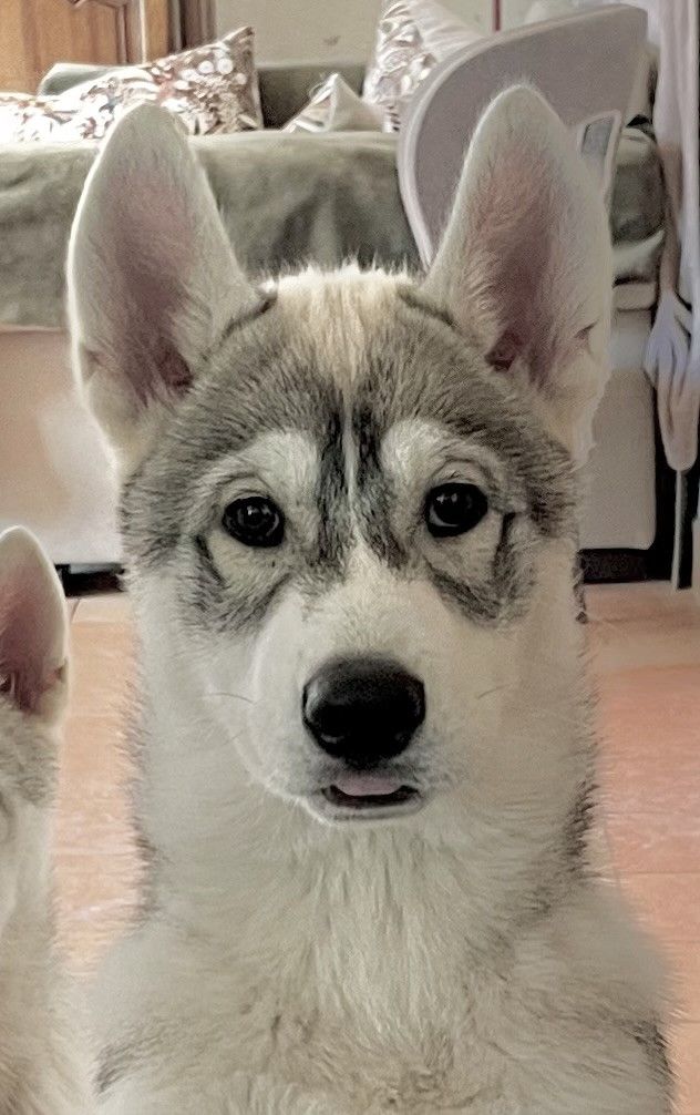 Of Siberian Melody - Chiots disponibles - Siberian Husky