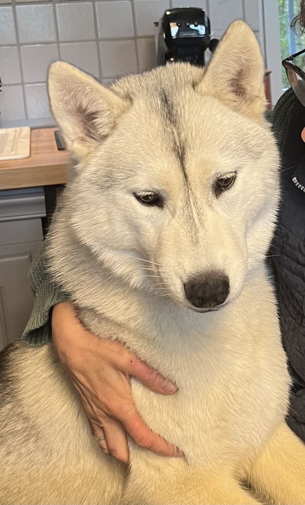 Of Siberian Melody - Chiots disponibles - Siberian Husky