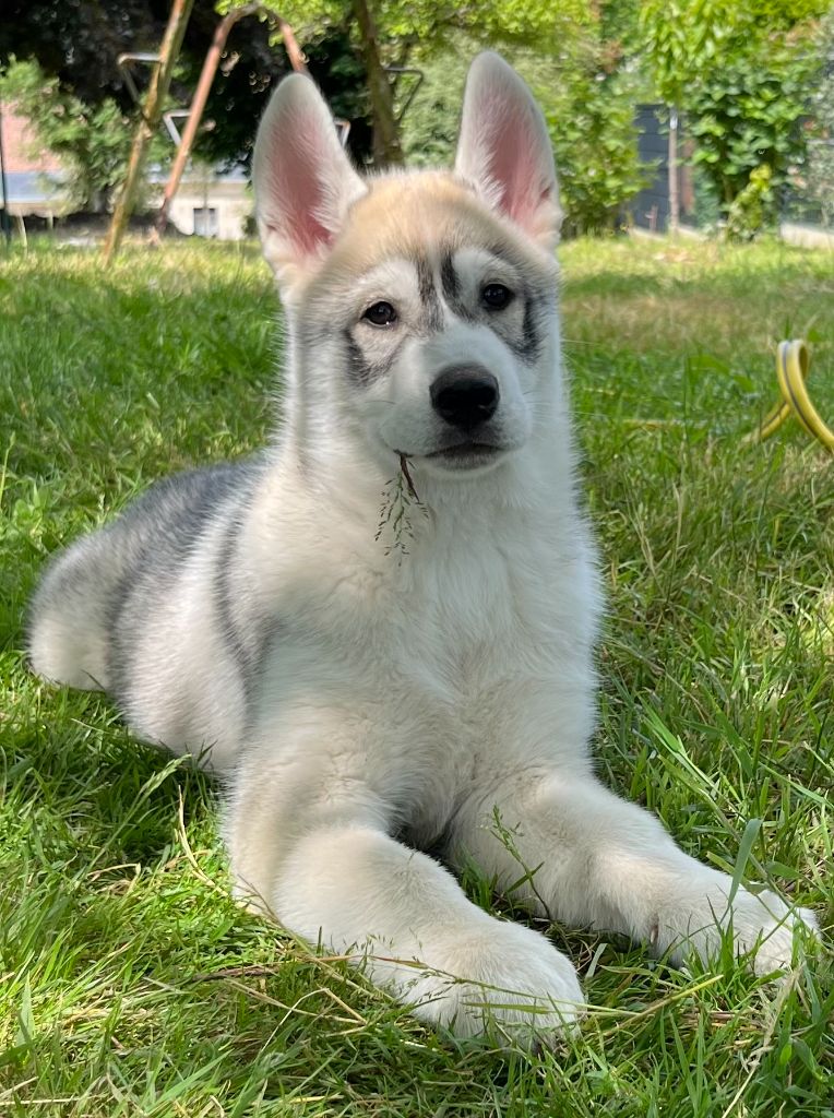 Of Siberian Melody - Chiots disponibles - Siberian Husky