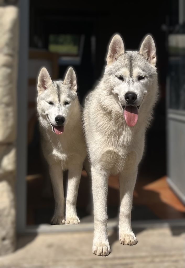 Chiot Siberian Husky Of Siberian Melody